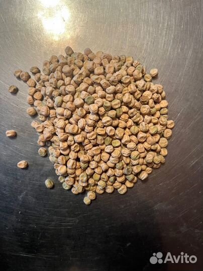 Семена горошка сладкого