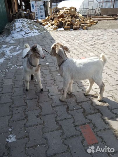 Нубийские козлята