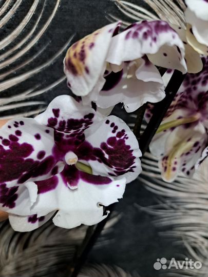 Орхидея фаленопсис биг лип