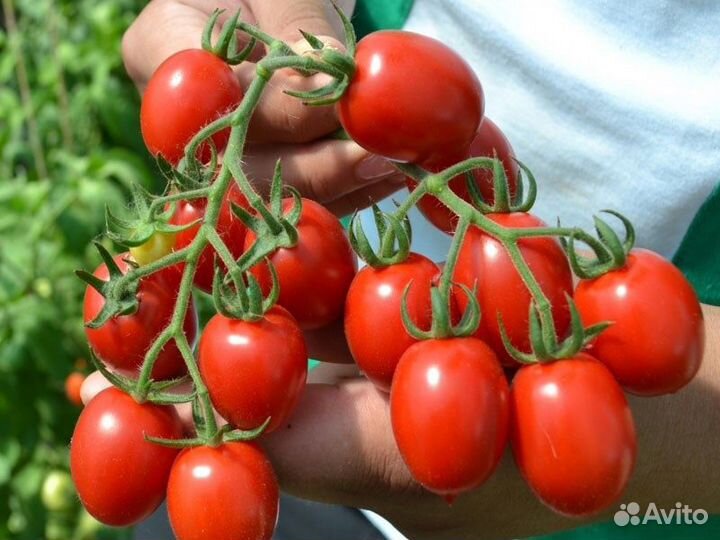 Продаю рассаду(огурцы,помидоры)