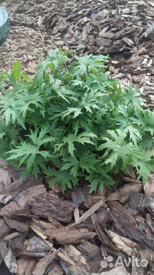 Бузульник кленолистный