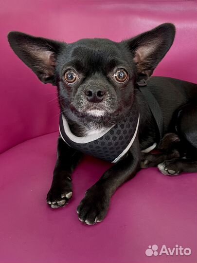 Вязка, случка, покрытие с кобелем Чихуахуа станд+