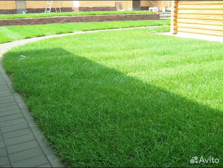 Рулонный газон с укладкой Элитный