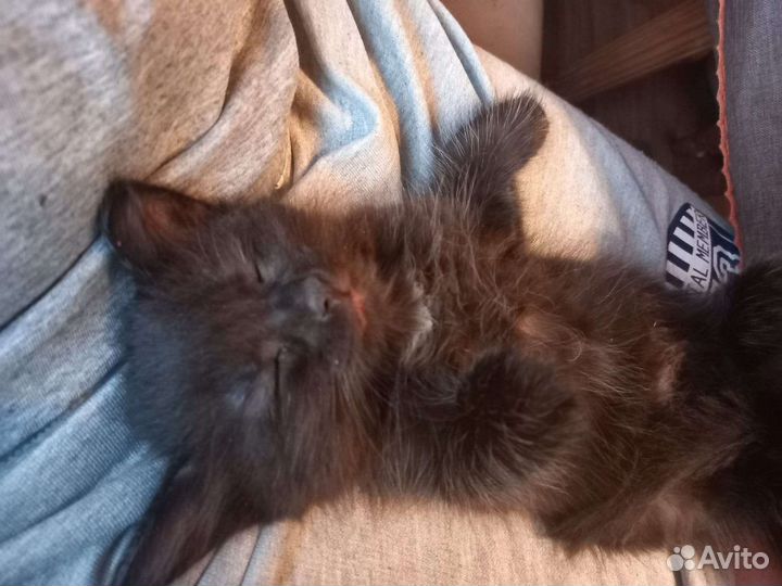 Кошки в добрые руки