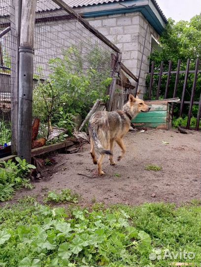 Собака в добрые руки отдам бесплатно