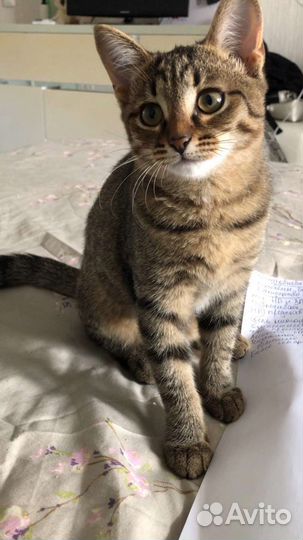 Котенок