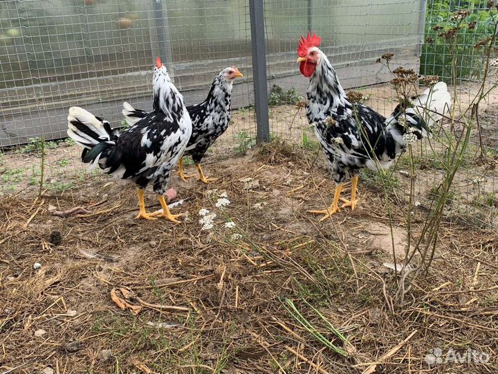 Леггорн долматинец