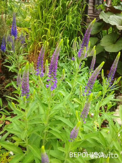 Садовые растения