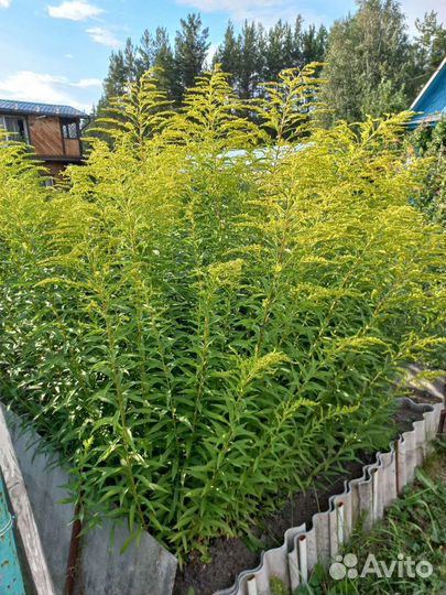 Золотарник кустик (мимоза осенняя)