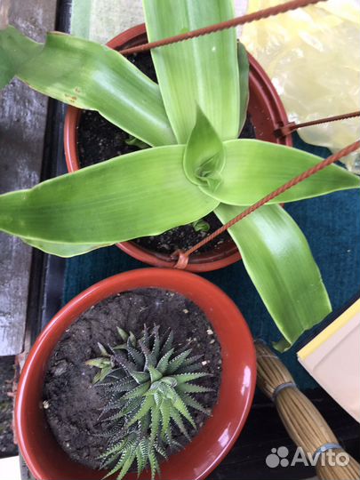 Каланхоэ,золотой ус