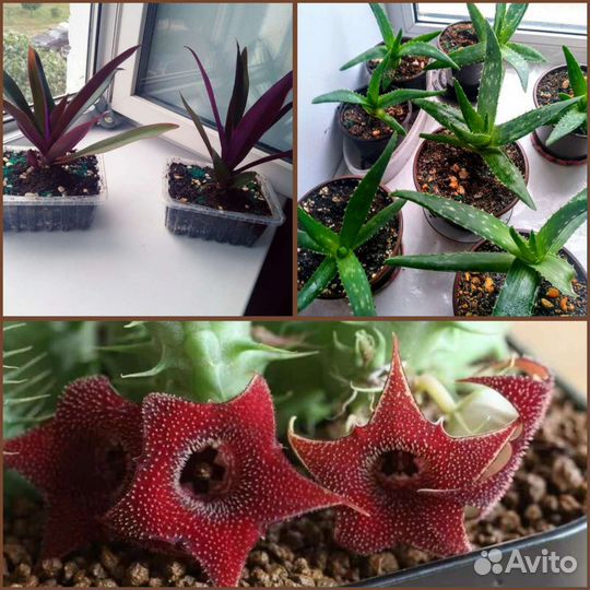 Алоэ-вера 1год,Рео,Гуэрния