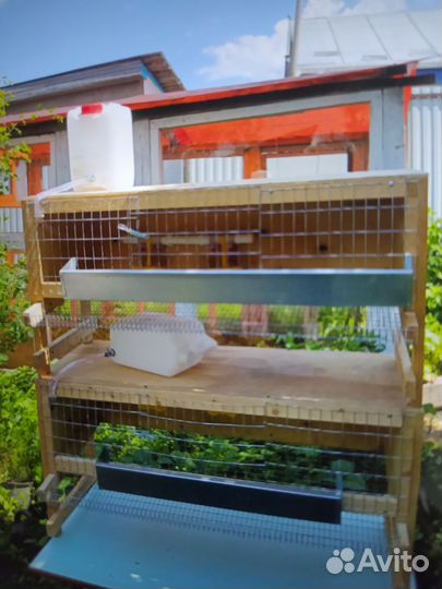 Клетки для перепелов