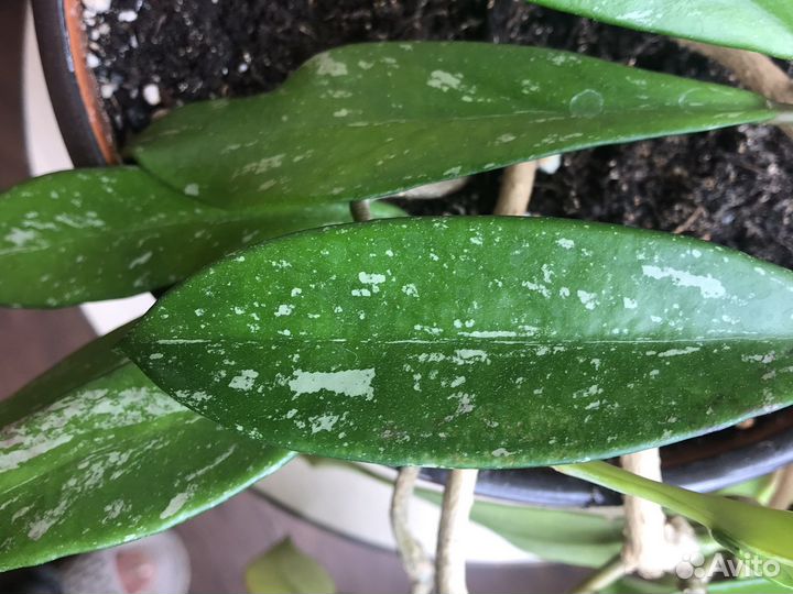 Хойя Пубикалис Ред батон