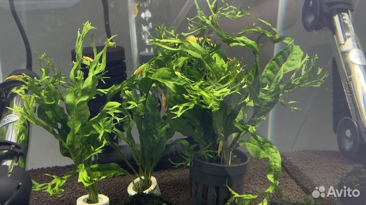 Аквариумные растения, мхи, буцефаландры, анубиас