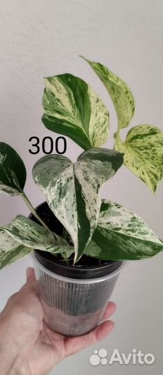 Разные. Сциндапсус эпипремнум