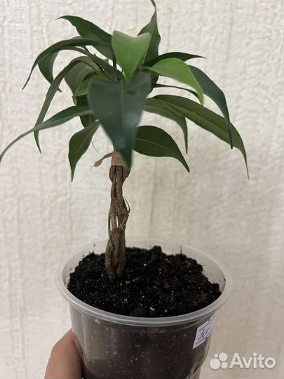 Фикусы в ассортименте