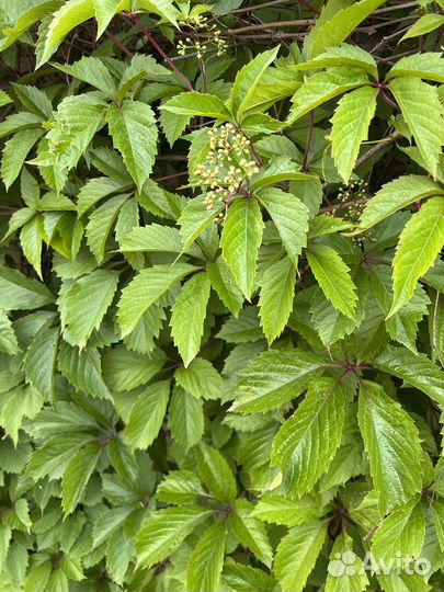 Виноград девичий