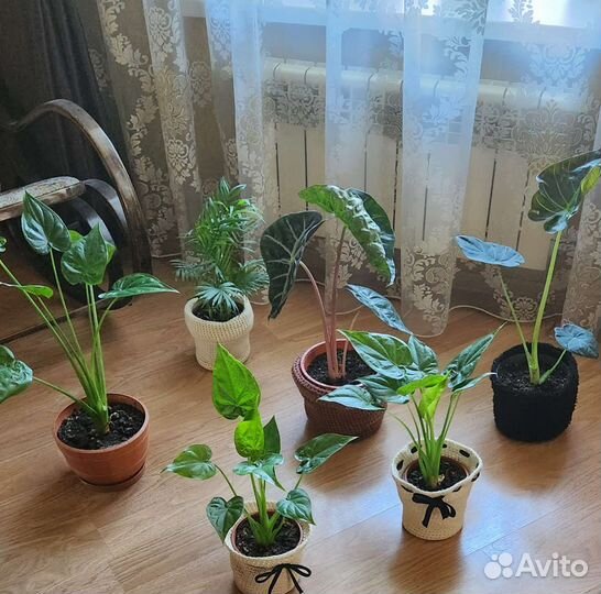 Цветы