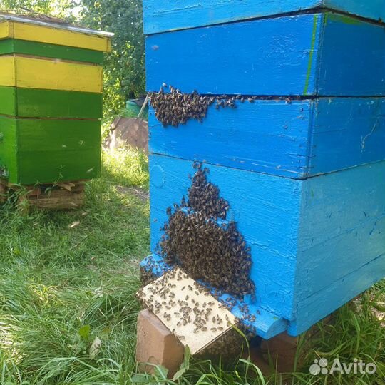 Мед в сотах