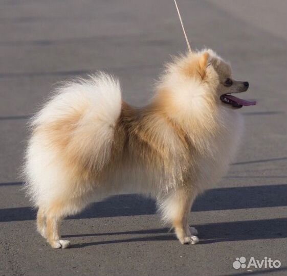 Немецкий шпиц вязка