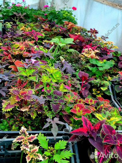 Колеусы рассада