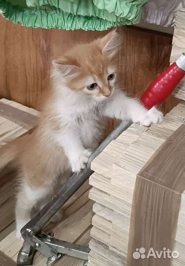 Кошка в дар бесплатно