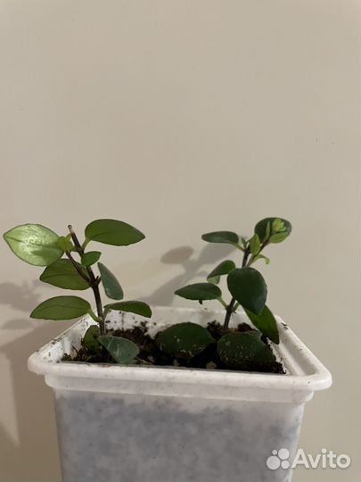 Эсхинантус мона лиза