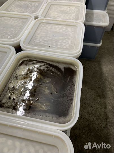 Мед оптом гречишный