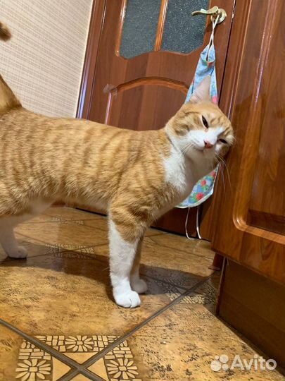 Отдам бесплатно в добрые руки рыжего кота