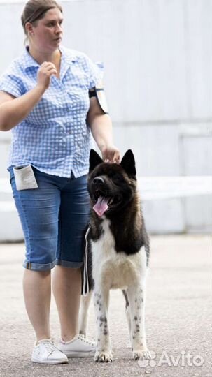 Американская Акита вязка