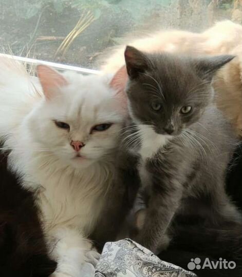 Сибирские котята