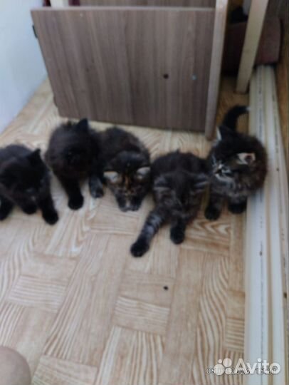 Отдам в добрые руки