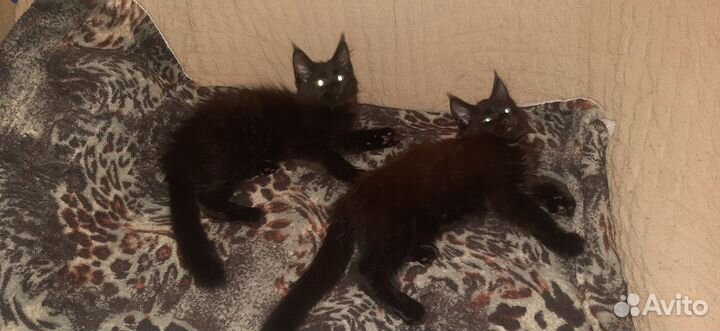 Котята мейн-кун