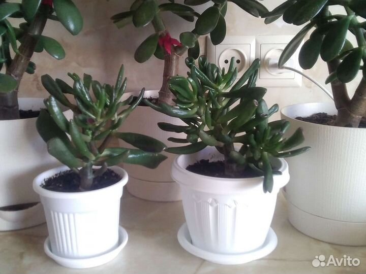 Толстянка Классика + Хоббит