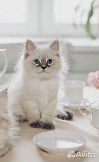 Невский маскарадный котёнок