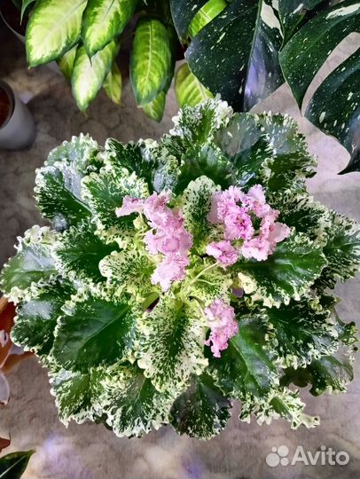 Фиалка Mac’s Luxurious Leisure, листочки