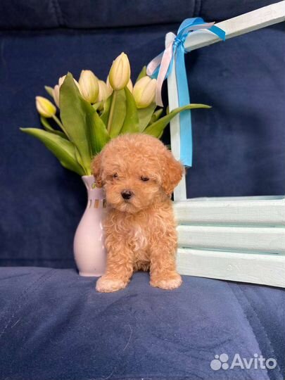 Мальтипу f1 mini