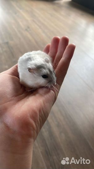 Хомяки джунгарики бесплатно