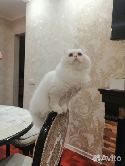 Персидский кот