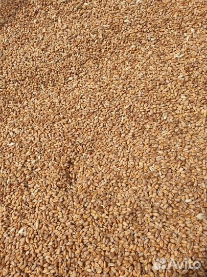 Пшеница, овес, ячмень