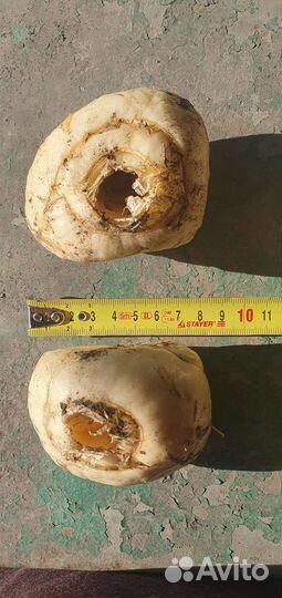 Рябчик императорский 