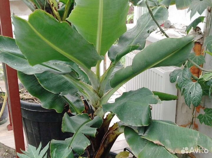 Банан комнатный плодоносящий