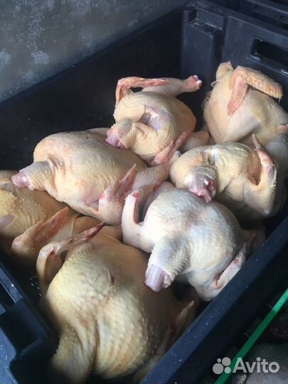Куры фермерские