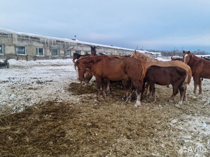 Мясо говядина, конины