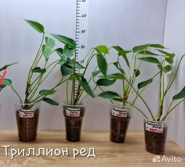 Антуриумы сортовые красные