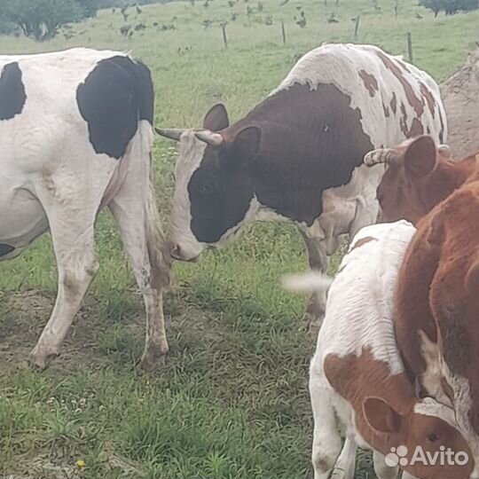 Корова телка и бык