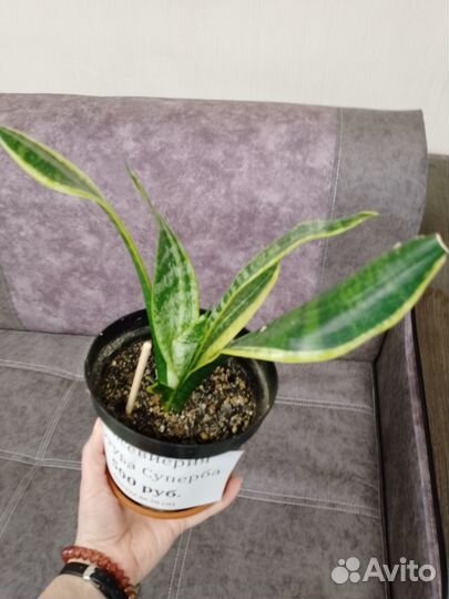 Сансевиерия