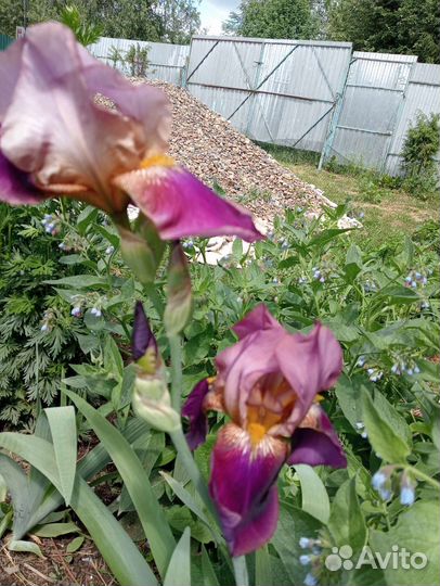 Ирис, папоротник