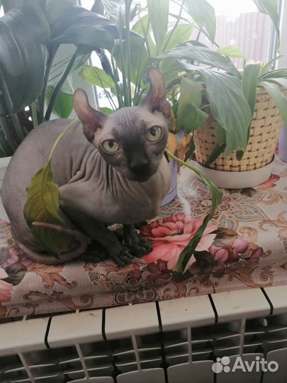 Отдам бесплатно