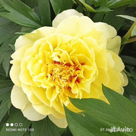 Пионы для сада